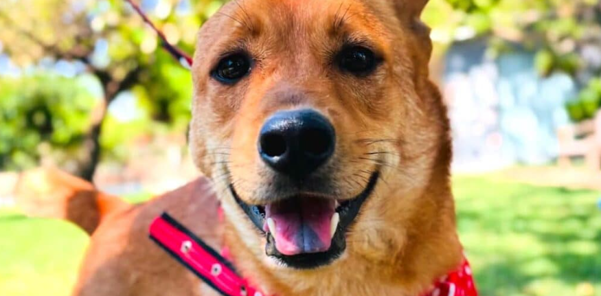 Mato Grosso é o 3º no país que mais tem cães como animal de estimação captura de tela 2026 08 27 134236